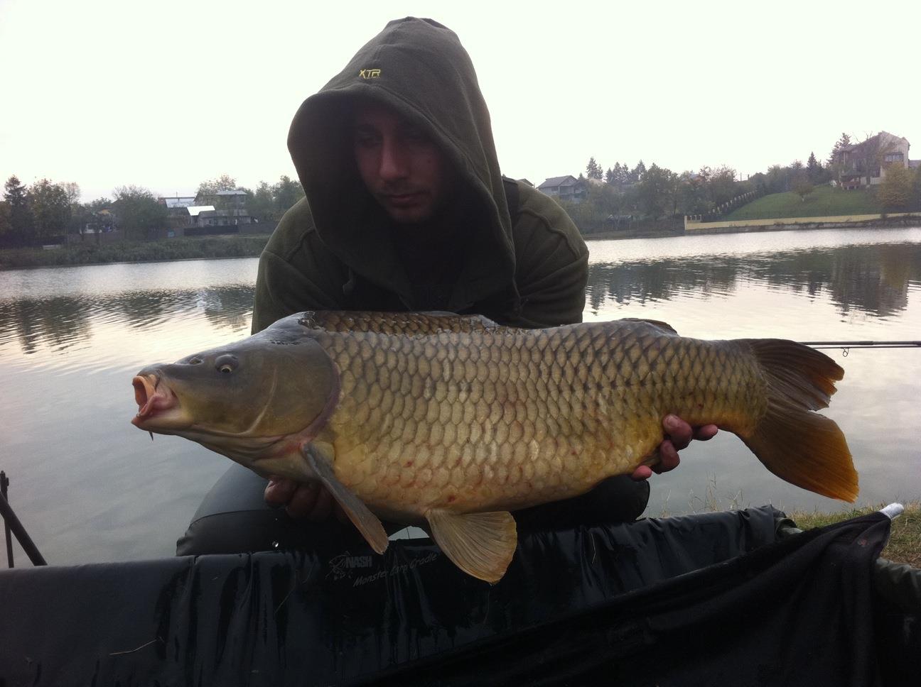 Diverse Partide - hamsie k-karp.JPG